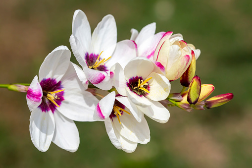 Geranium wilfordii flower