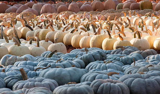 Pumpkin harvest stock photo