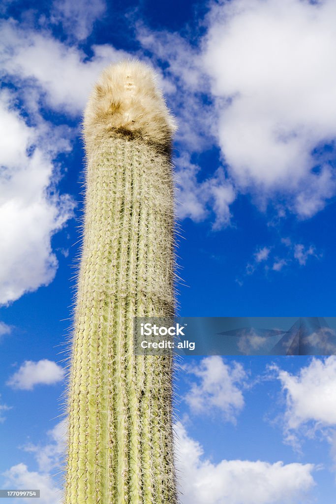 Long cactus "Single long cactus, phallus shaped - Lanzarote, Canary Islands, Spain." Phallus Shaped Stock Photo