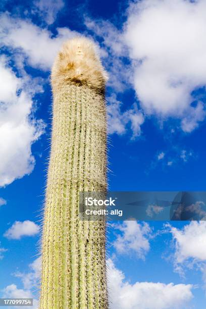 Long Cactus Stock Photo - Download Image Now - Phallus Shaped, Arid Climate, Atlantic Islands