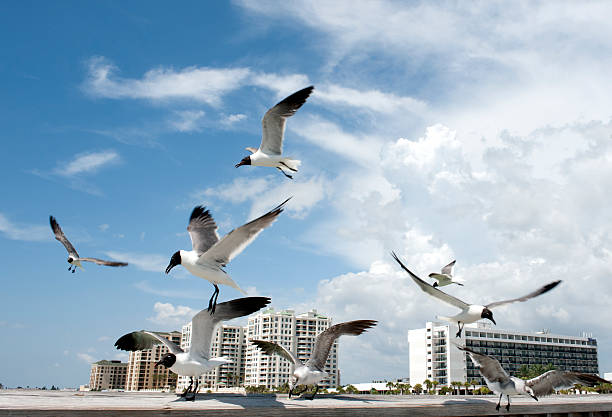 Latające ptaki – zdjęcie