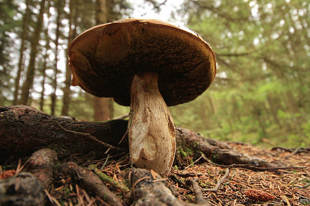 Wild Mushroom stock photo