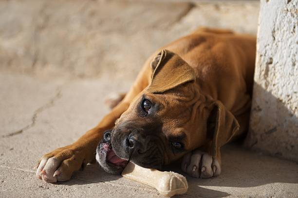 Boxer puppy chewing dog food bone stock photo