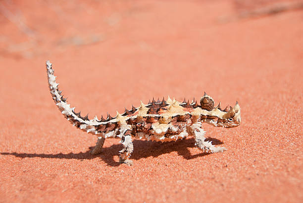 dornteufel auf rote sand im outback - thorny devil lizard stock-fotos und bilder