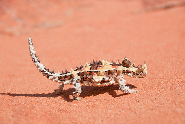 thorny 悪魔リザードの砂浜を歩くでは、内陸 - thorny devil lizard ストックフォトと画像