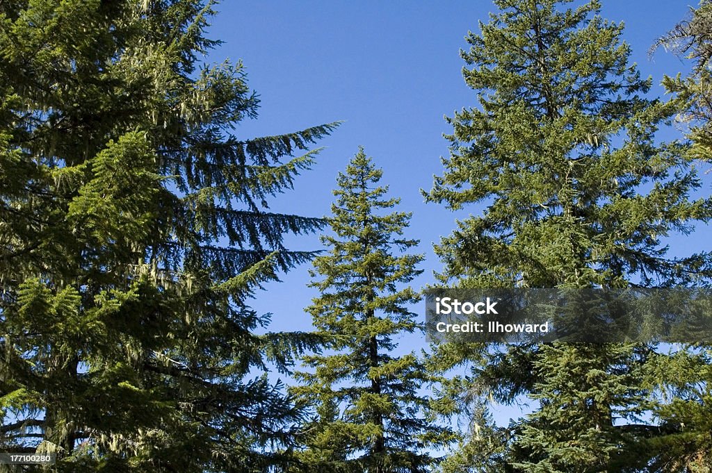 Große Conifers - Lizenzfrei Baum Stock-Foto