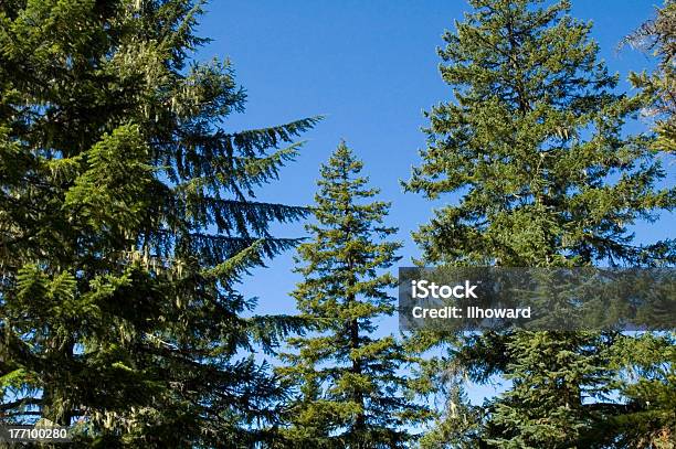 Alto Conifers Foto de stock y más banco de imágenes de Douglas - Arizona - Douglas - Arizona, Douglas - Isla de Man, Douglas - Strathclyde