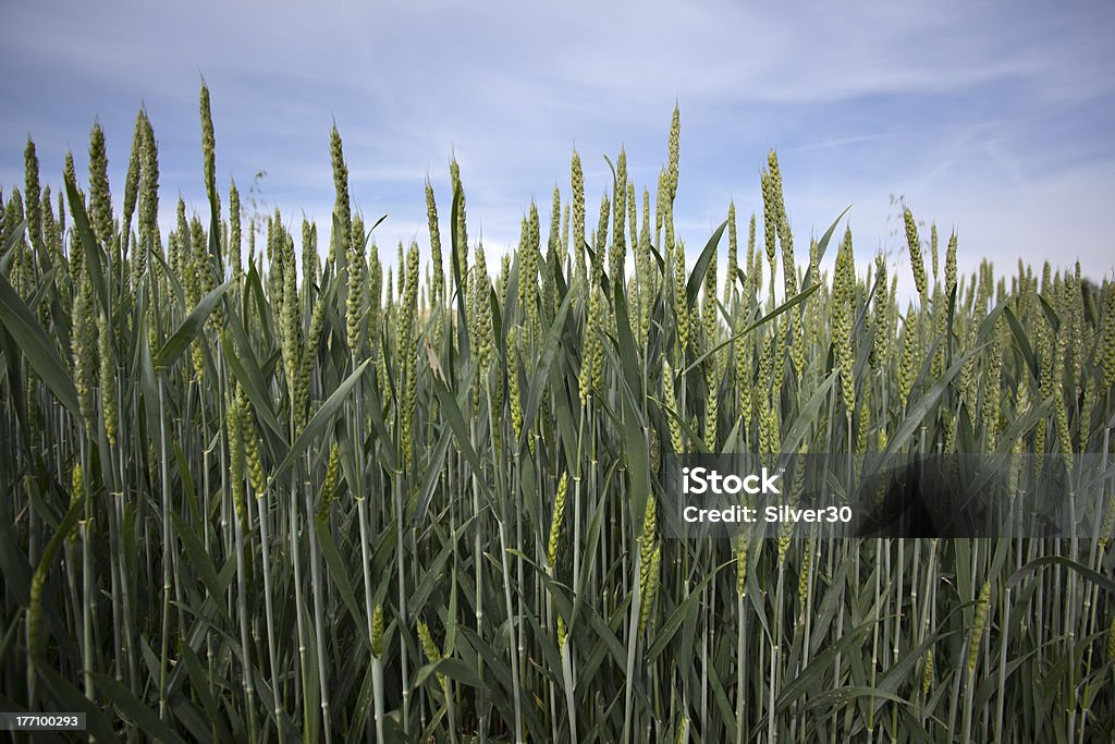 Organic green wheat Organic green wheat diferent view Agricultural Field Stock Photo