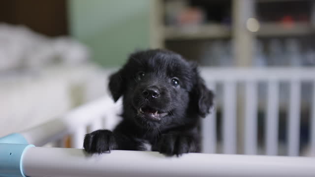 A black puppy dog standing on its hind legs looking up, barking and begging for snack from his owner when confined in the crate.