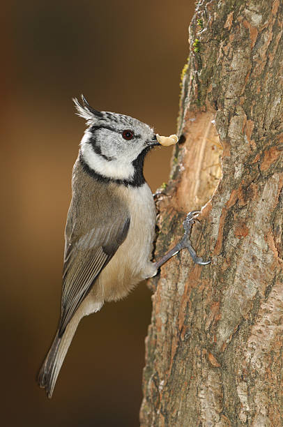 istock Crested tit, Parus cristatus 177100354
