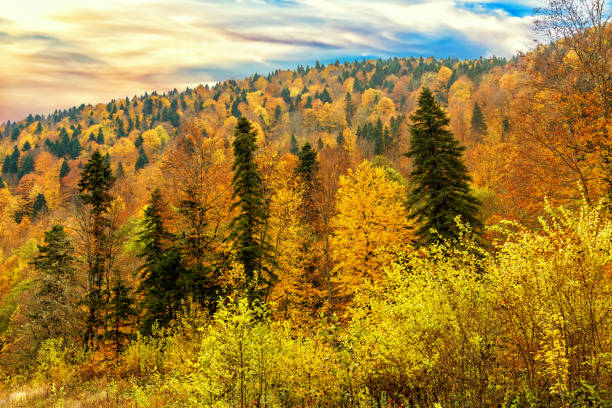 Top view of mountain autumn mixed forest