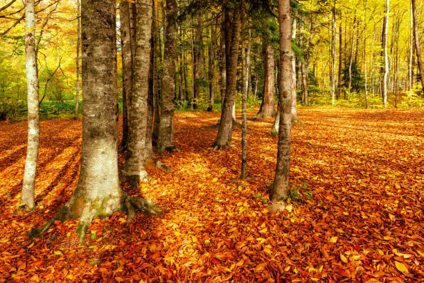 Beech forest, Bright colorful autumn forest clearing strewn with fallen leaves. Low sunlight illuminates the edge, the trees cast long shadows.