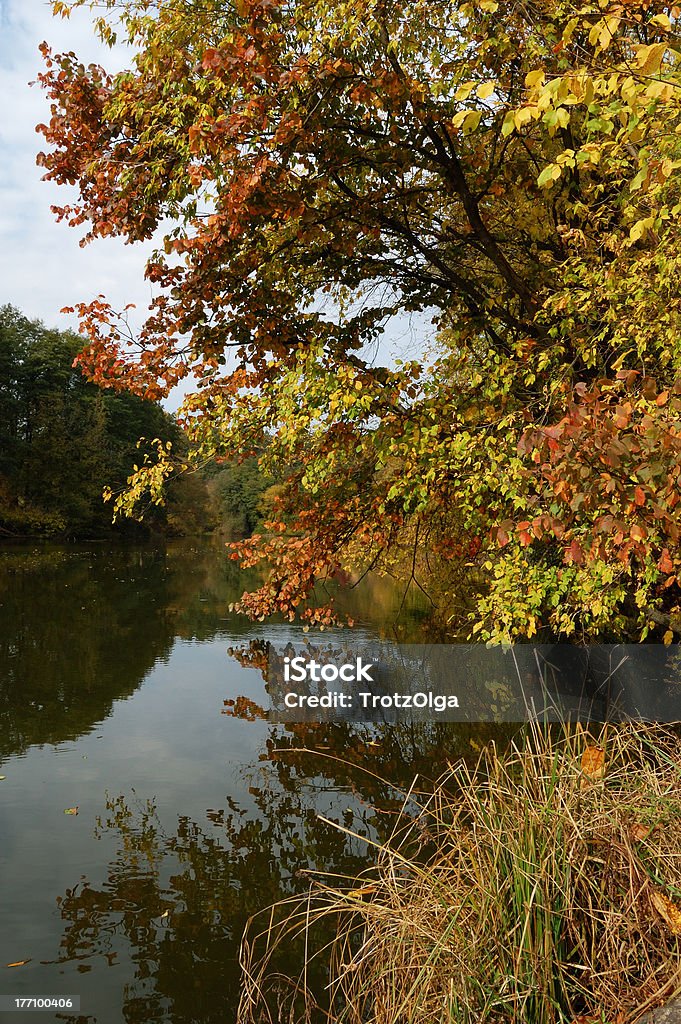 Autumn landscape of lake and bright trees Autumn Stock Photo