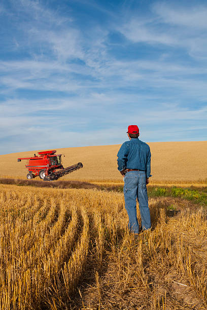 istock Wheat farmer inspects wheat harvesting, Spokane, Washington (P) 177100496
