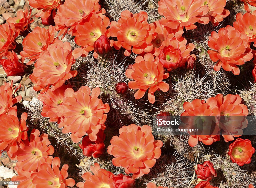 Fleur de Cactus hérisson - Photo de Arizona libre de droits