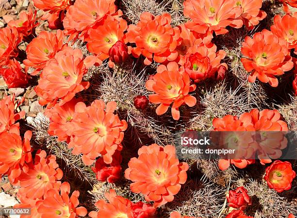 Photo libre de droit de Fleur De Cactus Hérisson banque d'images et plus d'images libres de droit de Arizona - Arizona, Cactus, Cactus hérisson