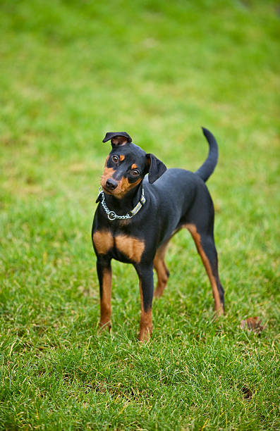 istock black dog on the green grass 177100748