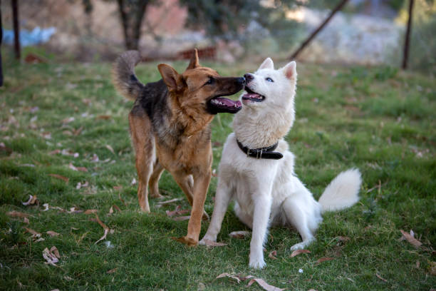 Pet animal; german wolf dog in garden.