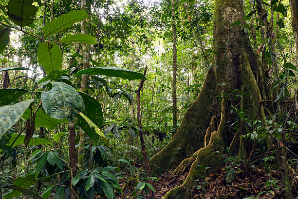 Large buttressed tree in primary rainforest In the Ecuadorian Amazon ecuador photos stock pictures, royalty-free photos & images
