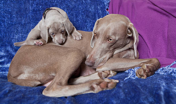 istock Weimeraner Mom and her puppy 177100824