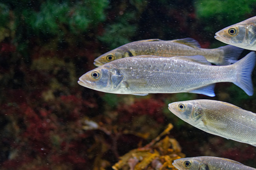 fish in a seawater aquarium