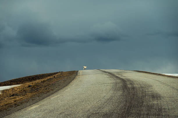 springtime nature sceneries on the road to Nordkapp, island of Mageroya, Norway