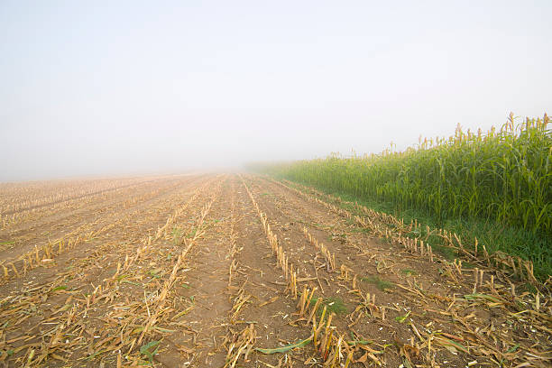 옥수수 그루터기 필드 - morning cereal plant fog corn crop 뉴스 사진 이미지
