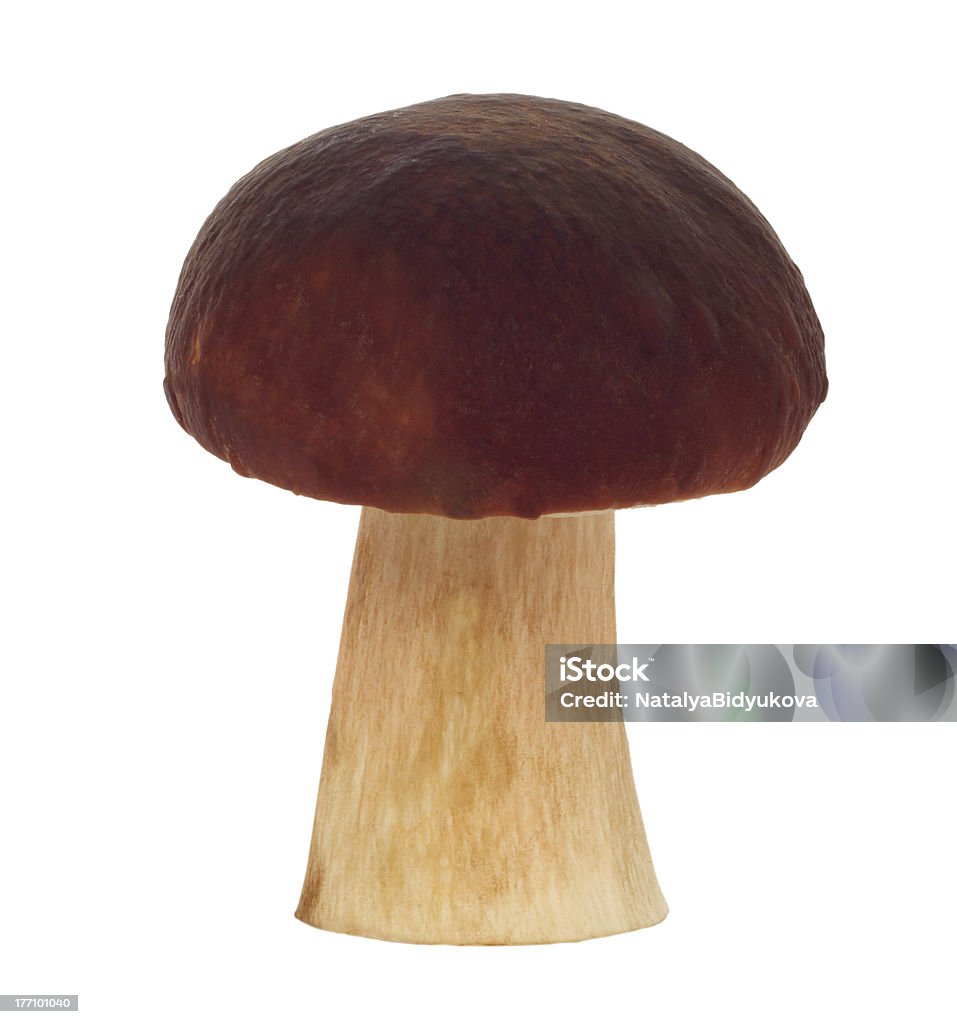 fresh  mushroom fresh  mushroom on white background Brown Stock Photo