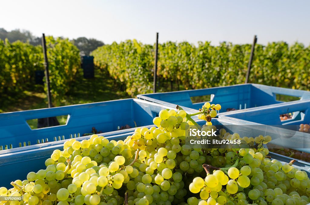 Probar chardonnay - Foto de stock de Uva libre de derechos