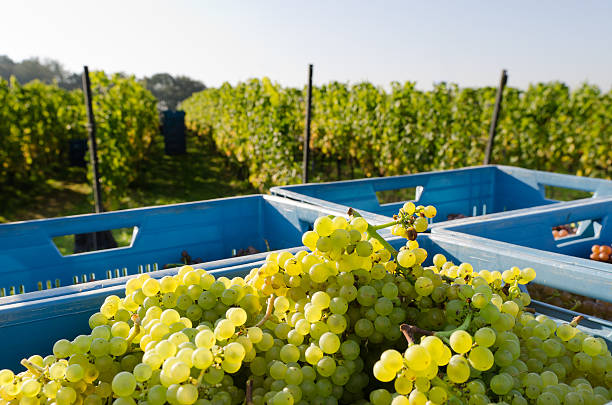 harvested chardonnay stock photo