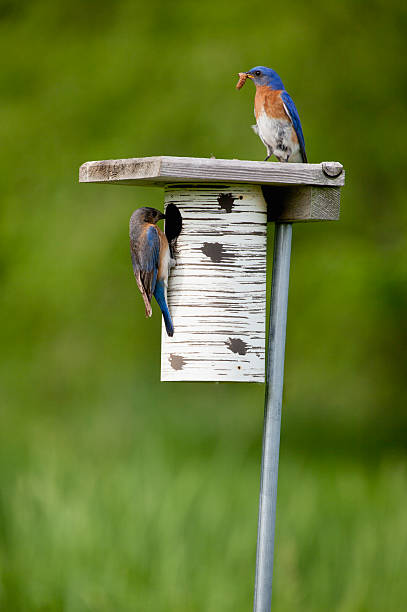 Male and female bluebirds feeding their young in a birdhouse on a defocused background