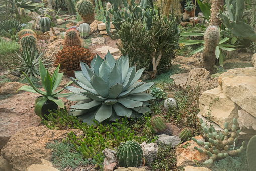 view from above on variety of cacti plants and succulents growing