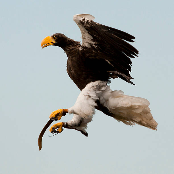 Stellars Sea Eagle stock photo