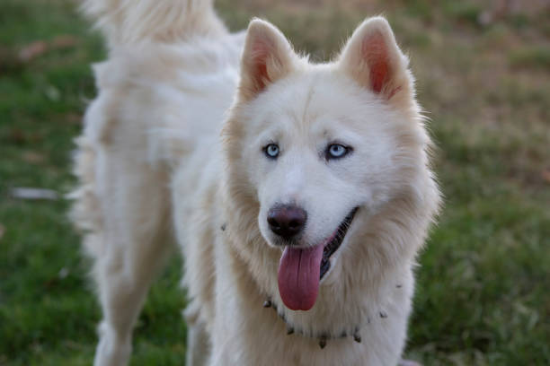 istock White Siberian wolf husky dog in the garden 1771014821