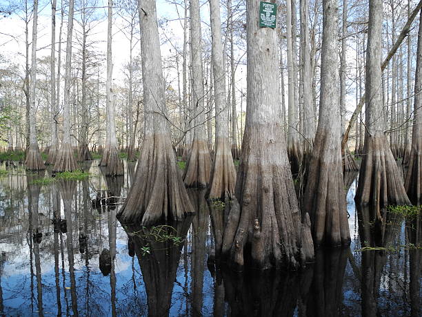 istock St. Johns River Cypress Swamp Florida 177101493
