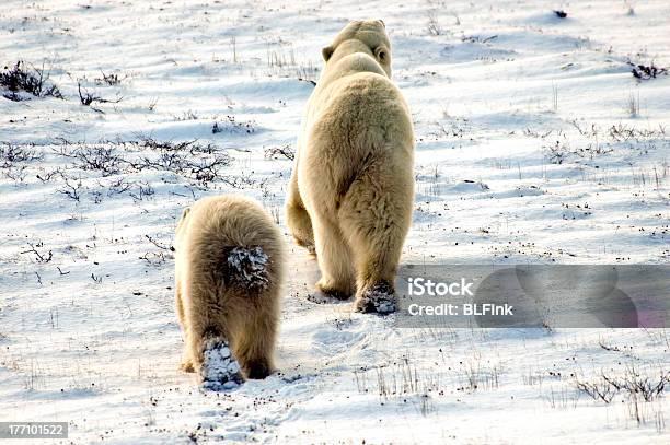 Photo libre de droit de Deux Ours Polaires banque d'images et plus d'images libres de droit de Animaux à l'état sauvage - Animaux à l'état sauvage, Arctique, Blanc