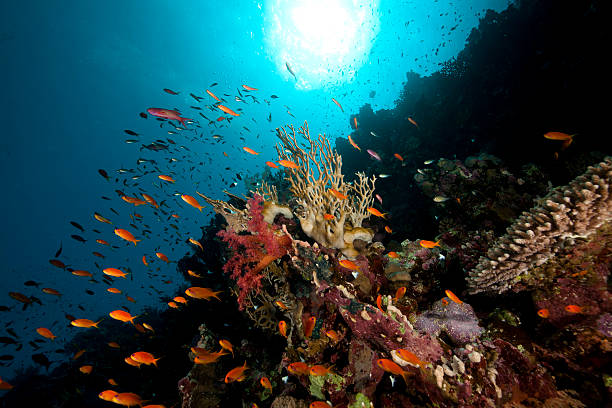 istock Fish and tropical reef in the Red Sea. 177101653