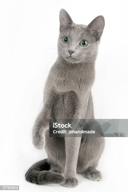 Gato Azul Ruso Mujer Sorprendida Con Pata De Estar Foto de stock y más banco de imágenes de Gato doméstico - Gato doméstico, Recortable, Azul