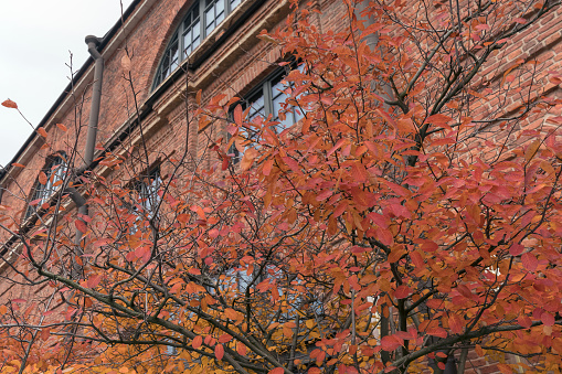 red leaves of autumn tree against red brick house on gloomy autumn day