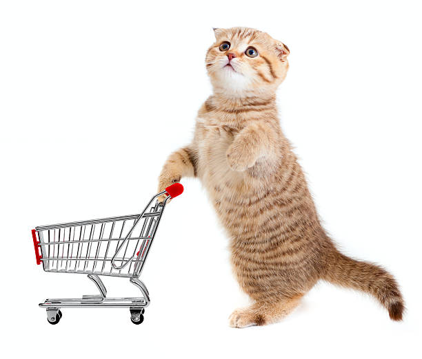 istock cat with shopping cart isolated on white 177101774