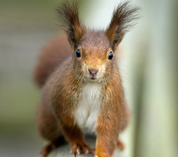 Bad Hair Day stock photo