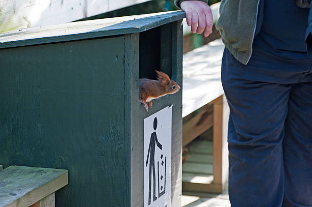 Red Squirrel Emerging From A Bin stock photo