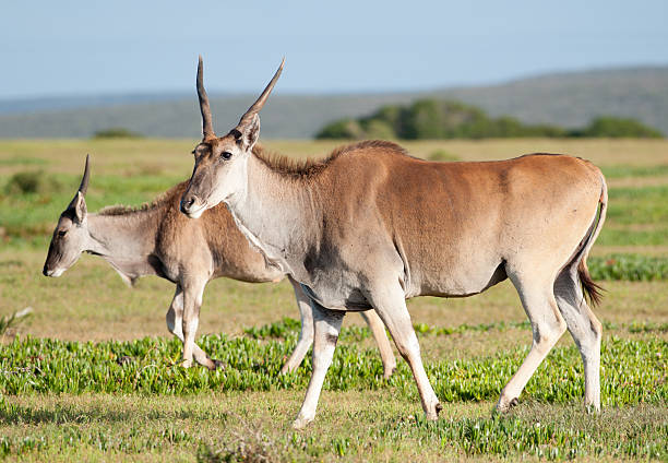 Some Eland Two Eland with foreground Eland smiling at the camera at De Hoop nature reserve cape eland photos stock pictures, royalty-free photos & images