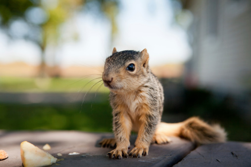 A baby squirrel sits on a table stares at the camera.  I love the outdoor natural light shots!She fell from her nest is being rehabilitated and soon to be set free.