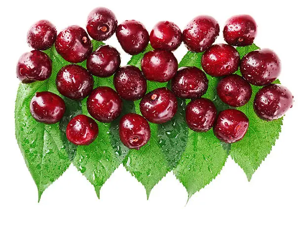 "Many red wet cherry fruits (berries) on green leaves, isolated with copy space design ready"