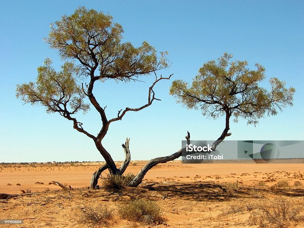 Outback désertique Tree - Photo de Arbre libre de droits