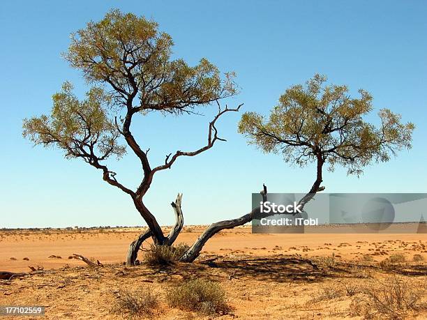 Photo libre de droit de Outback Désertique Tree banque d'images et plus d'images libres de droit de Arbre - Arbre, Australie, Australie méridionale