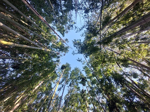 Looking up the tall bamboo to the sky, I realize I am small.