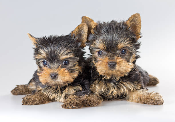 istock Two puppies Yorkshire Terrier 177102693