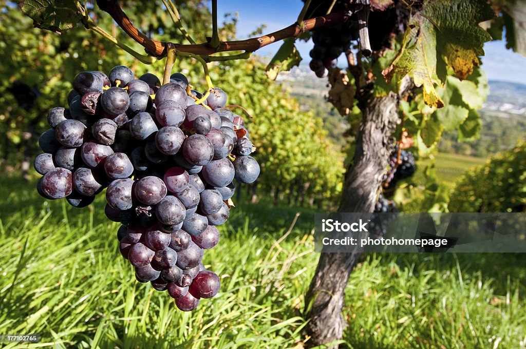 Grapes in a vineyard Red grapes in a German vineyard Berry Fruit Stock Photo